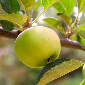 agromodol-cultivo-manzana