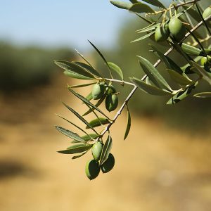 agromodol-cultivo-olivas